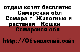 отдам котят бесплатно)  - Самарская обл., Самара г. Животные и растения » Кошки   . Самарская обл.